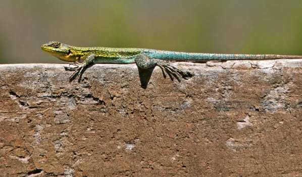 A curious Iguana in Pucon, Chile 