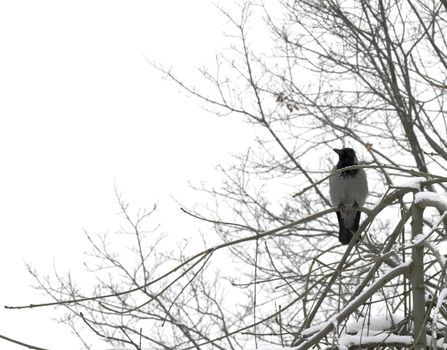 A crow perching on a snow-covered tree branch.