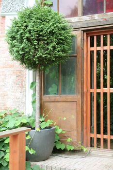 Summer, Cozy corner in Garden, Tuya in Pot near Door in Hothouse