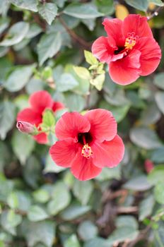 Images of tropical hibiscus flowers .


