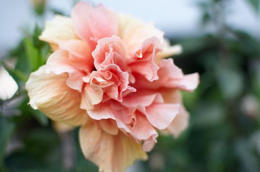 Images of tropical hibiscus flowers .

