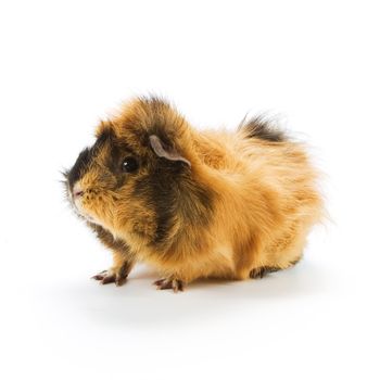 Guinea pig on white background