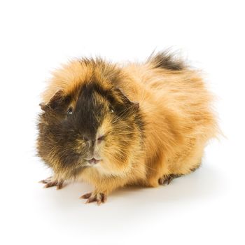 Guinea pig on white background