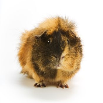 Guinea pig on white background