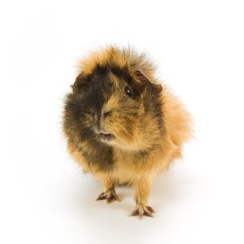 Guinea pig on white background