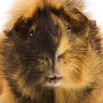 Guinea pig on white background