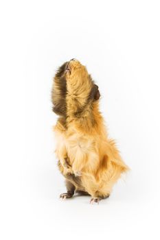 Guinea pig on white background