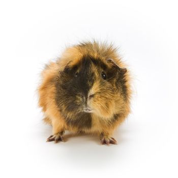 Guinea pig on white background