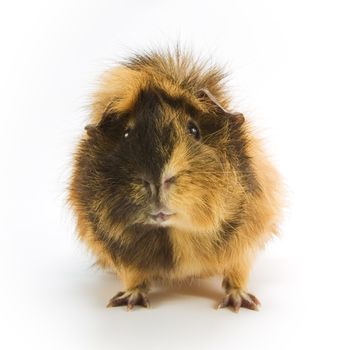 Guinea pig on white background