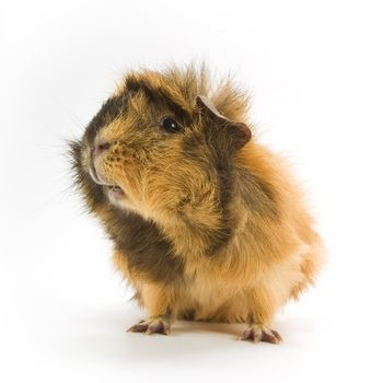 Guinea pig on white background