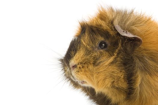 Guinea pig on white background