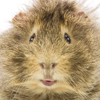 Guinea pig on white background