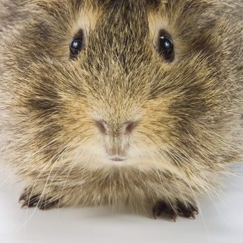 Guinea pig on white background