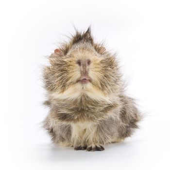 Guinea pig on white background