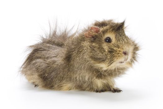 Guinea pig on white background