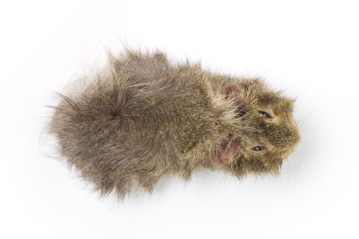 Guinea pig on white background