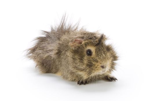 Guinea pig on white background