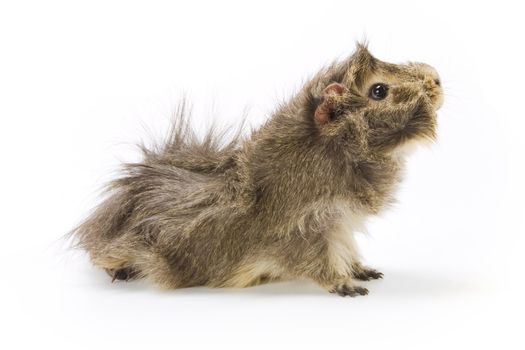 Guinea pig on white background