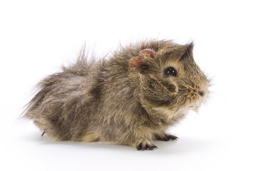 Guinea pig on white background