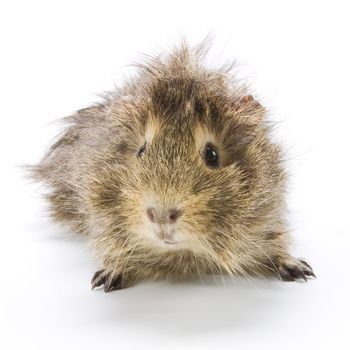 Guinea pig on white background