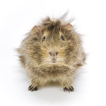 Guinea pig on white background