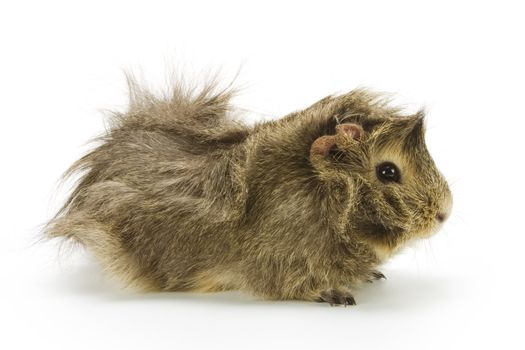 Guinea pig on white background