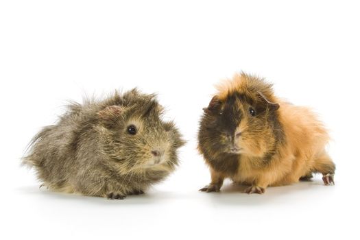 Guinea pigs on white background