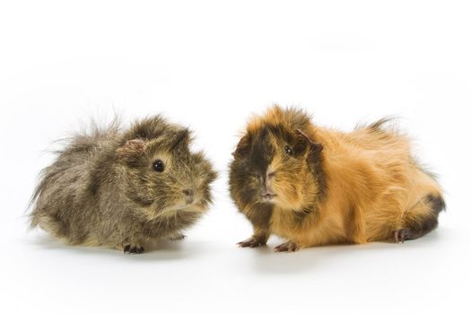 Guinea pigs on white background