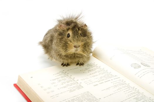 Guinea pig reading a book