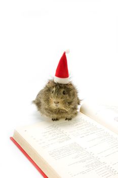 Guinea pig wearing a santa hat and reading a book