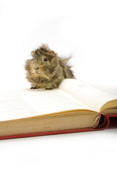 Guinea pig reading a book