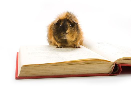 Guinea pig reading a book