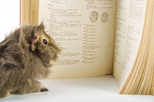 Guinea pig reading a book