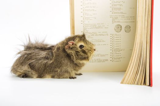 Guinea pig reading a book