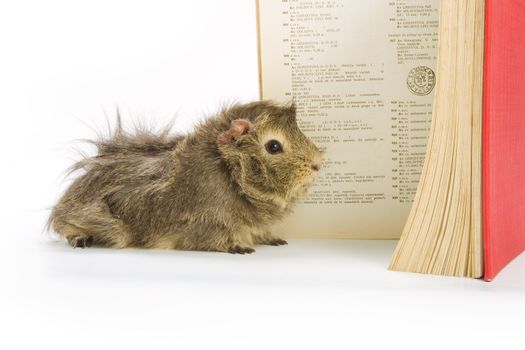 Guinea pig reading a book