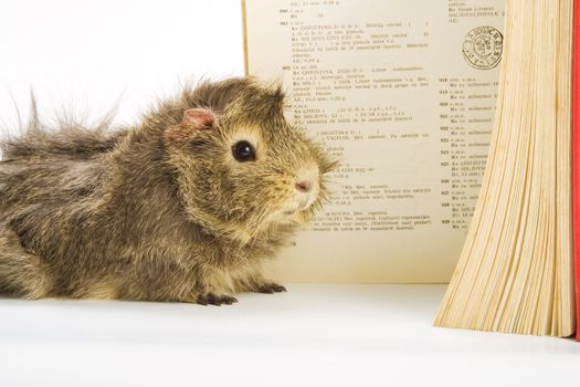 Guinea pig reading a book