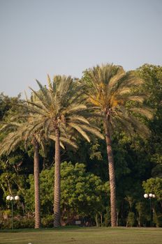 Palm trees growing in a city park .