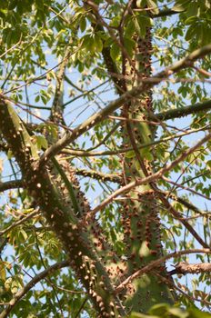 Image of tree Chorisia speciosa .