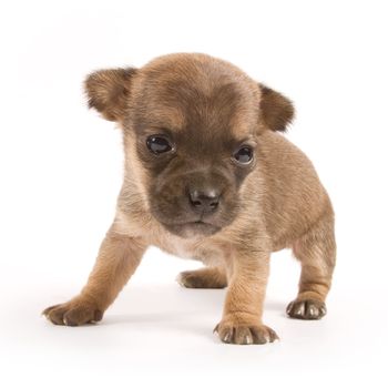 lonely puppy on white background