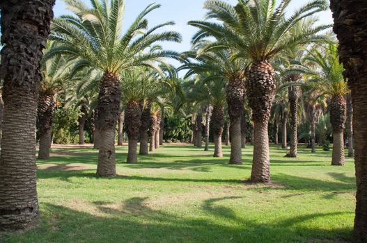 Image date palms grove of trees.