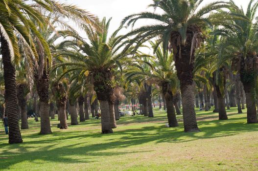 Image date palms grove of trees.