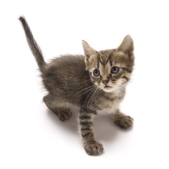 Cute kitten on white background