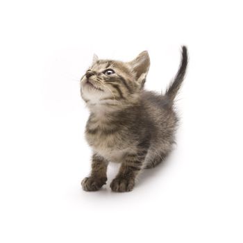 Cute kitten on white background