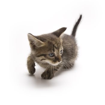 Cute kitten on white background