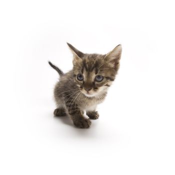 Cute kitten on white background