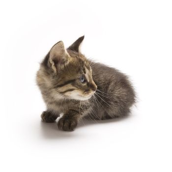 Cute kitten on white background