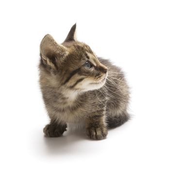 Cute kitten on white background