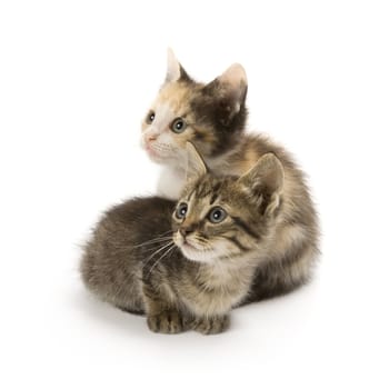 Kittens on white background