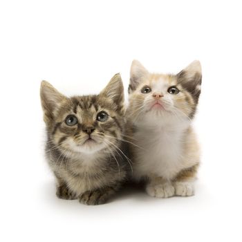 Kittens on white background