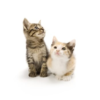 Kittens on white background